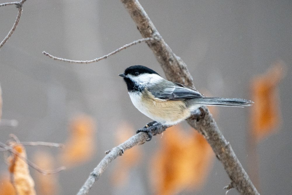 Chickadee on winters day in McGregor, Minnesota