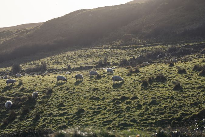 sheep on green spring field