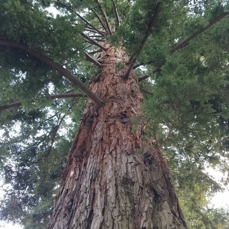 Upward shot of a redwood tree