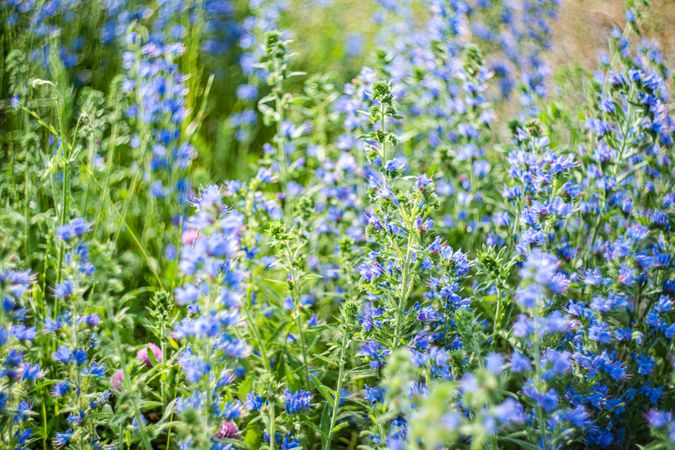 Wild flowering plant with blue flowers