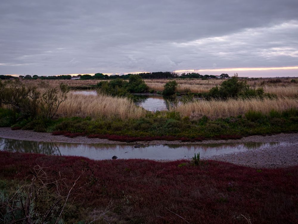 Streams, grasslands, marshes at sunrise on Ile de Re, France