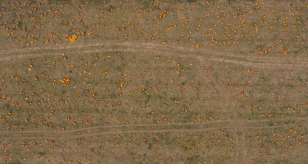 Drone shot with a field of ripe pumpkins in Stuttgart, Germany