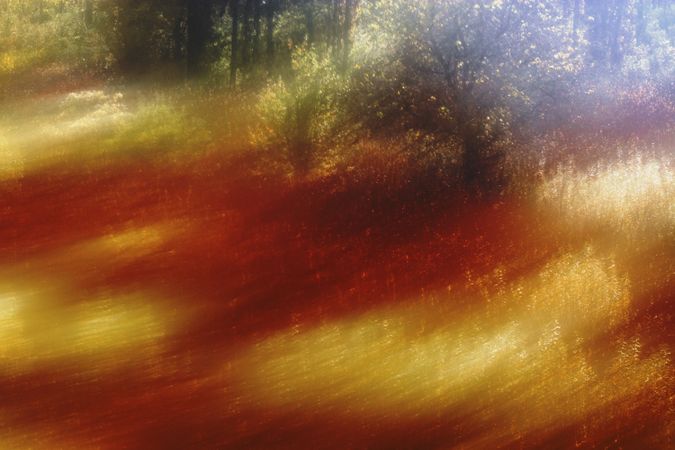 Blurred trees in forest