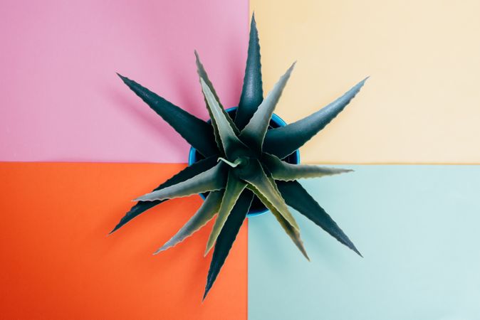 Aloe vera plant in a multicolor background