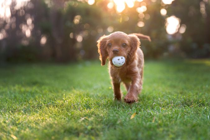 Cavalier spaniel playing with ball on green grass