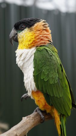 green and yellow parrot