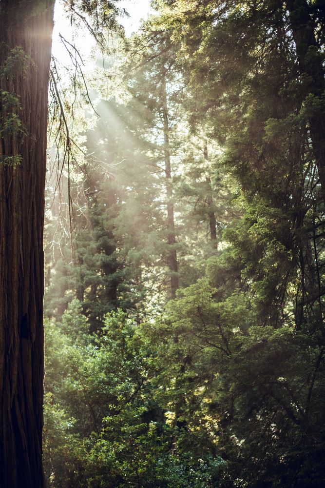 High green trees in forest in summer