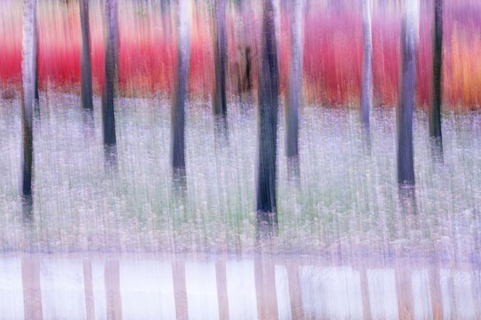 Blurred trees in forest