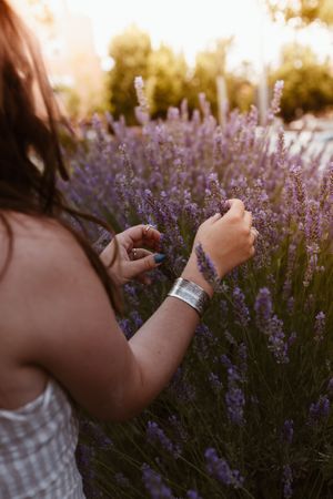 Crop woman touching lavender