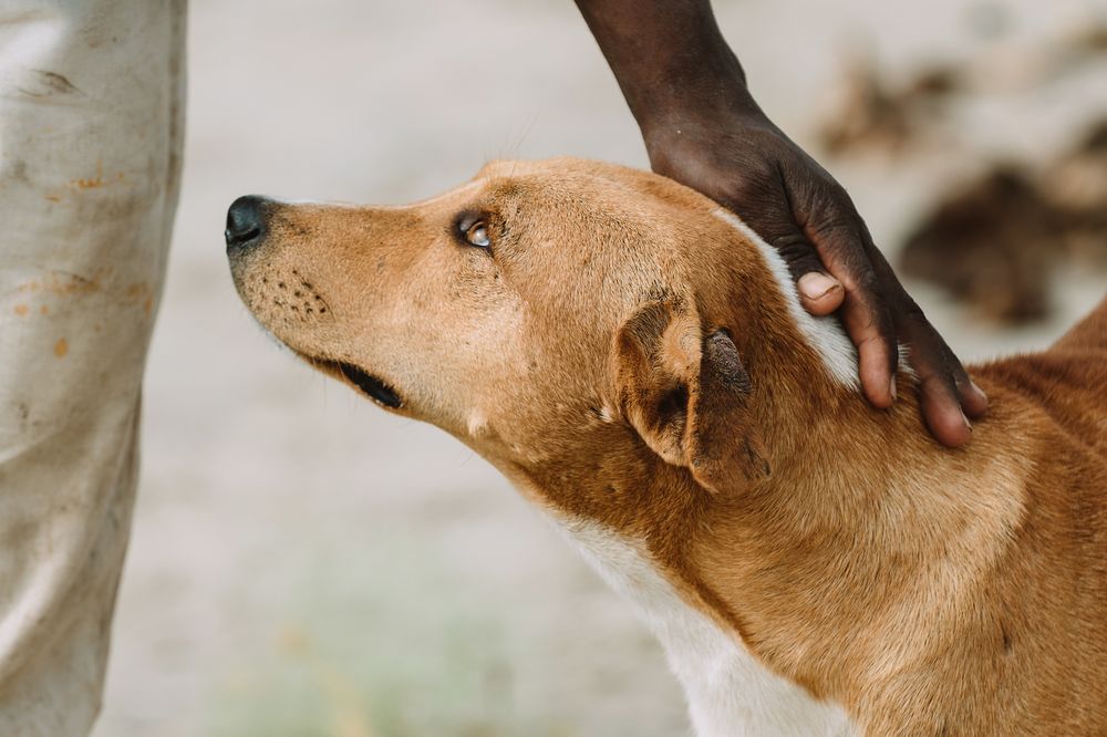 Crop person petting dog
