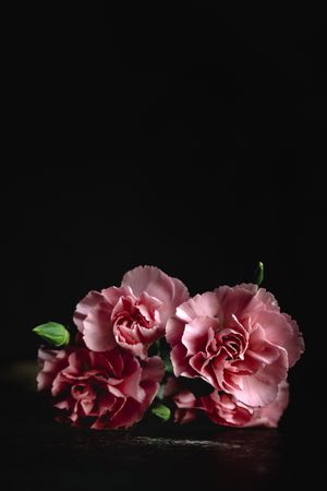 bouquet of pink carnations flowers