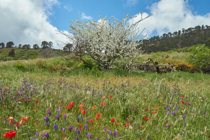 Blooming tree and flowers