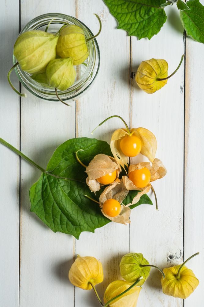 Physalis fruit (Physalis peruviana) also called uchuva, cape gooseberry