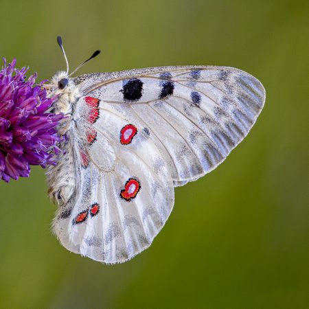 Light and red butterfly on purple thistle flower