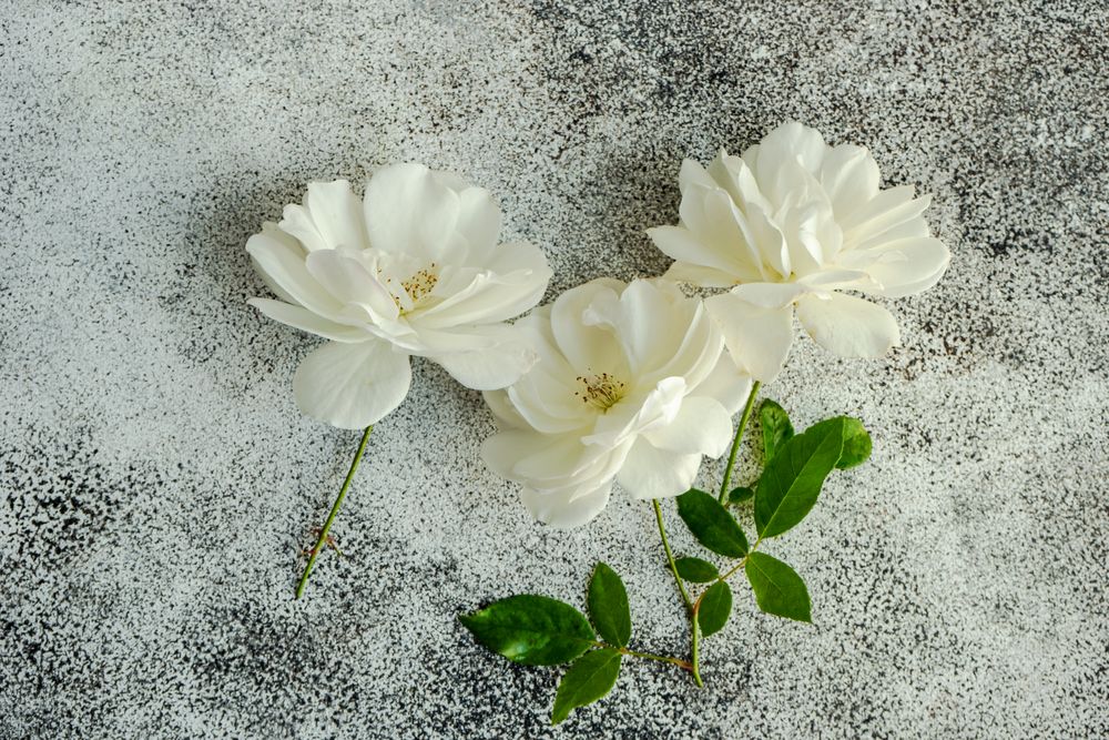 Light rose flowers on counter