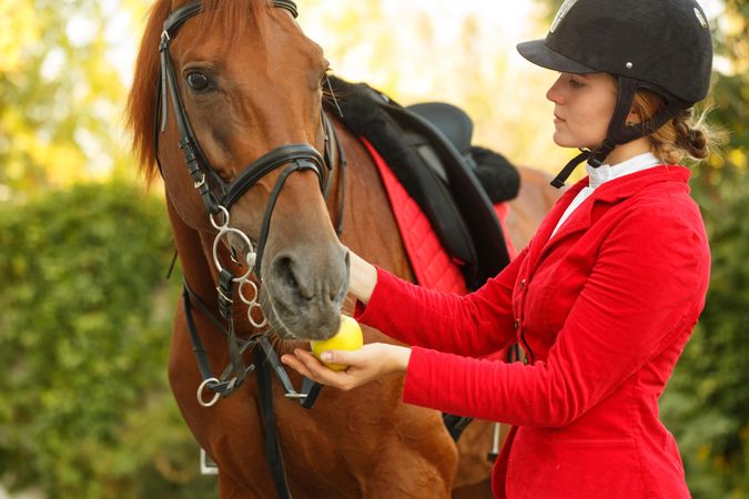 Pedigree horse being fed by equestrian in red uniform
