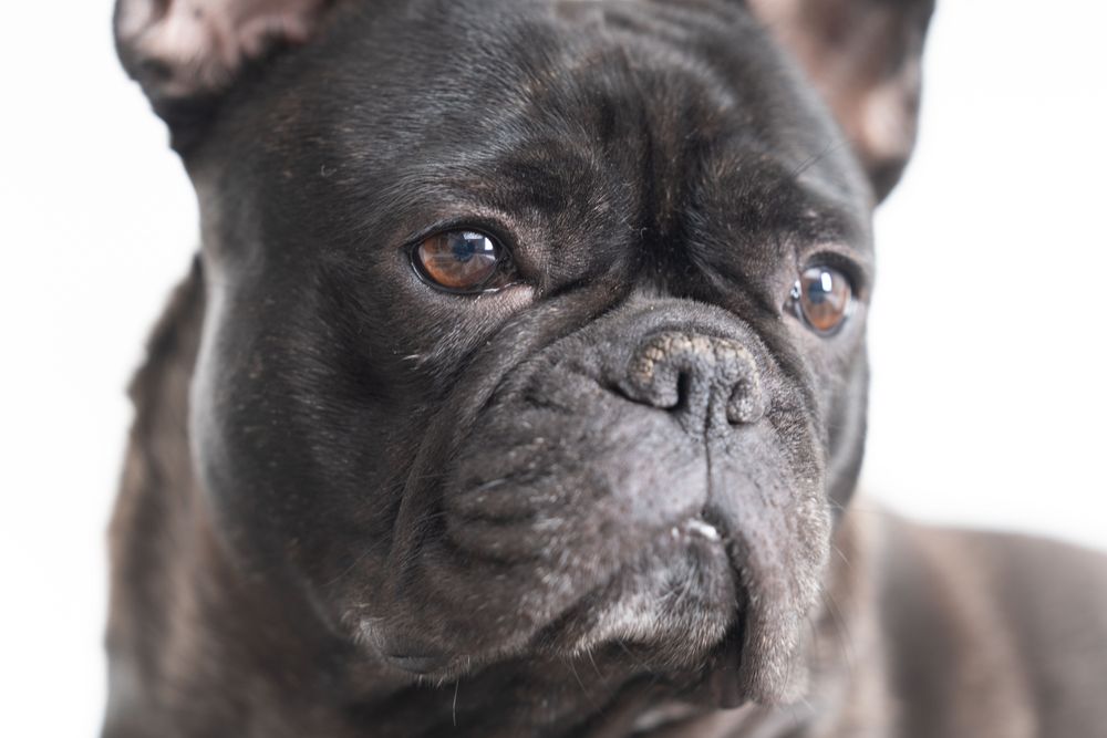 Face of cute pitbull