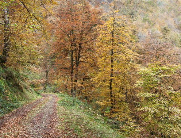 Coniferous tress at forest of Asturias, Spain