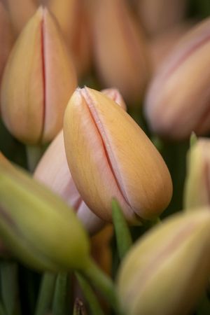 Copake, New York - May 19, 2022: Close up of peach colored tulips