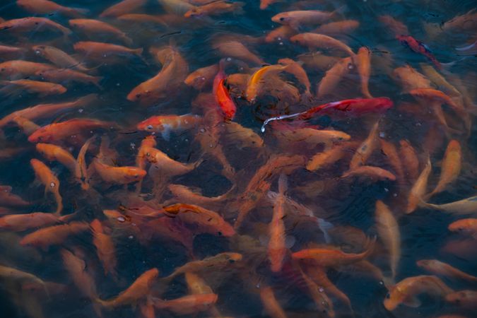 Koi Fish Serenity