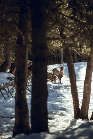 Wild goats pasturing near tree between snow