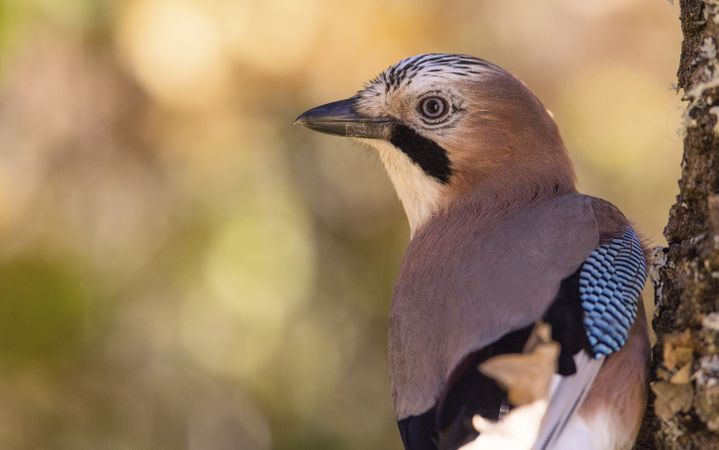 Wonderful bird on wooden twig