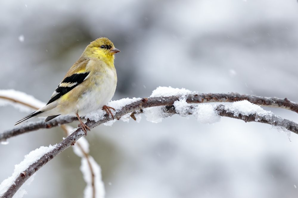 Yellow Carduelis on brown tree branch