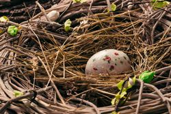 Decorated Easter egg in bird nest