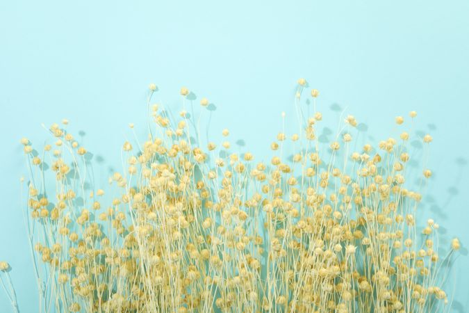 Dried flowers on blue back ground with copy space