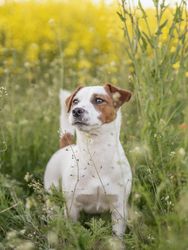 Dog on green grass field
