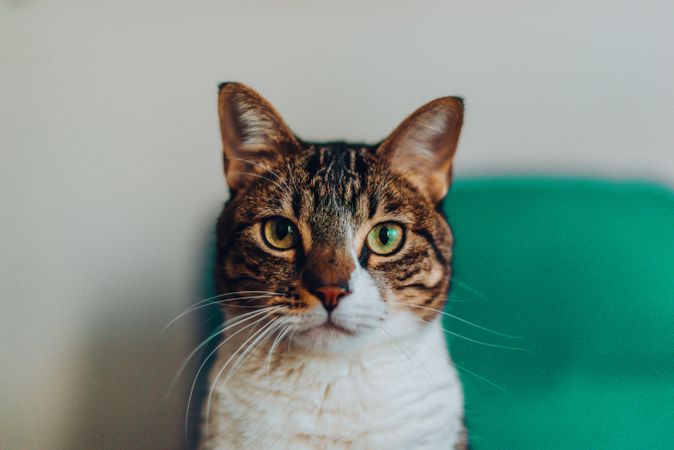 Funny cat with brown and coat pattern