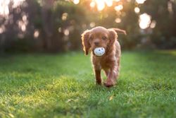 Cavalier spaniel playing with ball on green grass