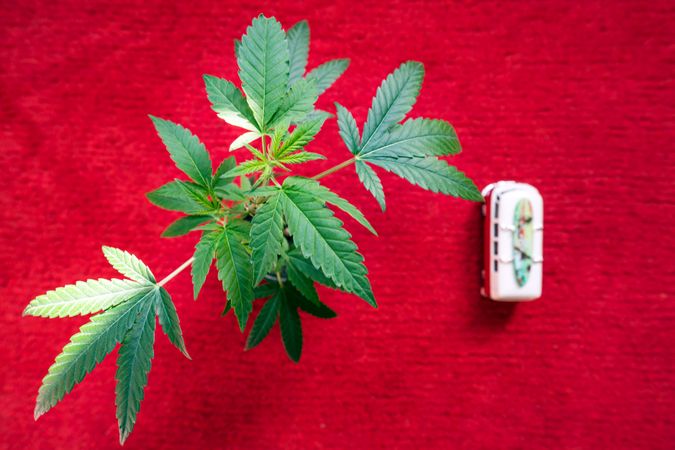 Top view marijuana plant on red surface with bus toy