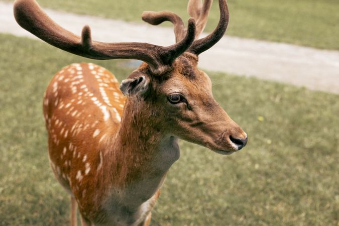 Head close-up of a fallow deer against green background