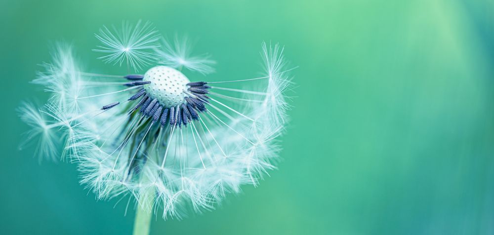 Banner of half a dandelion head