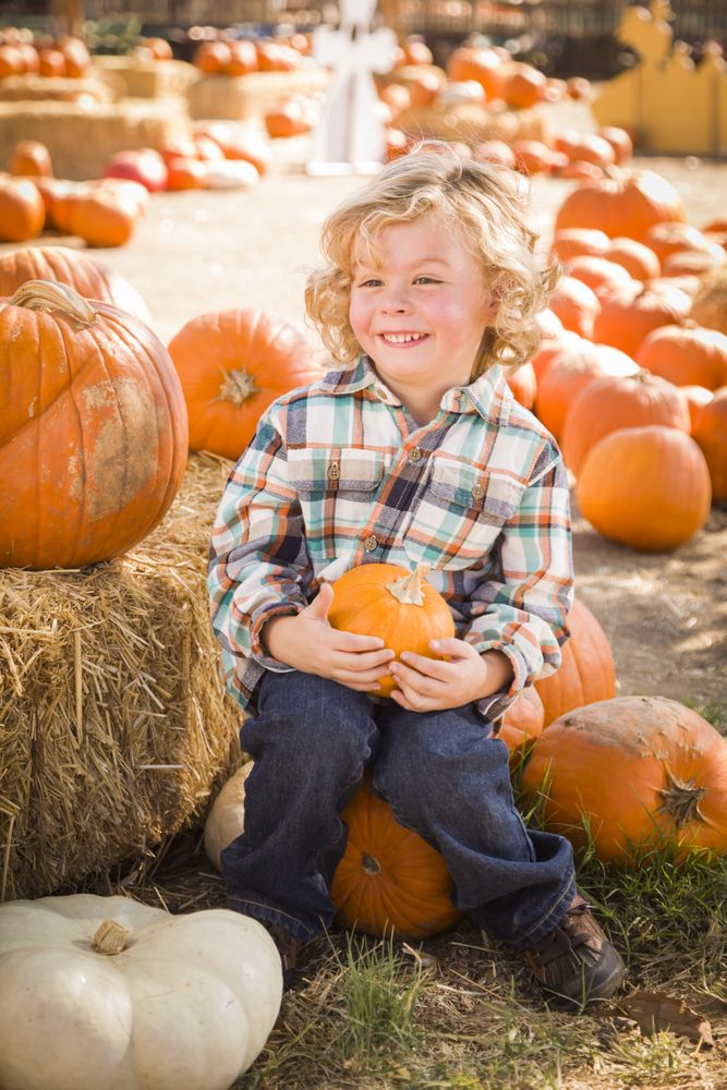 Little Boy Sitting and Holding His Pumpkin at Pumpkin Patch.