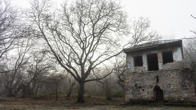 Foggy fall forest with barren trees and abandoned shed