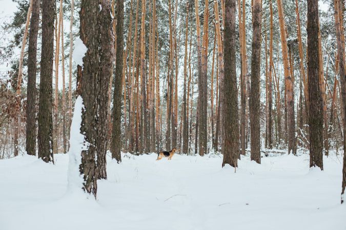 Wide shot of dog in a snowy forest