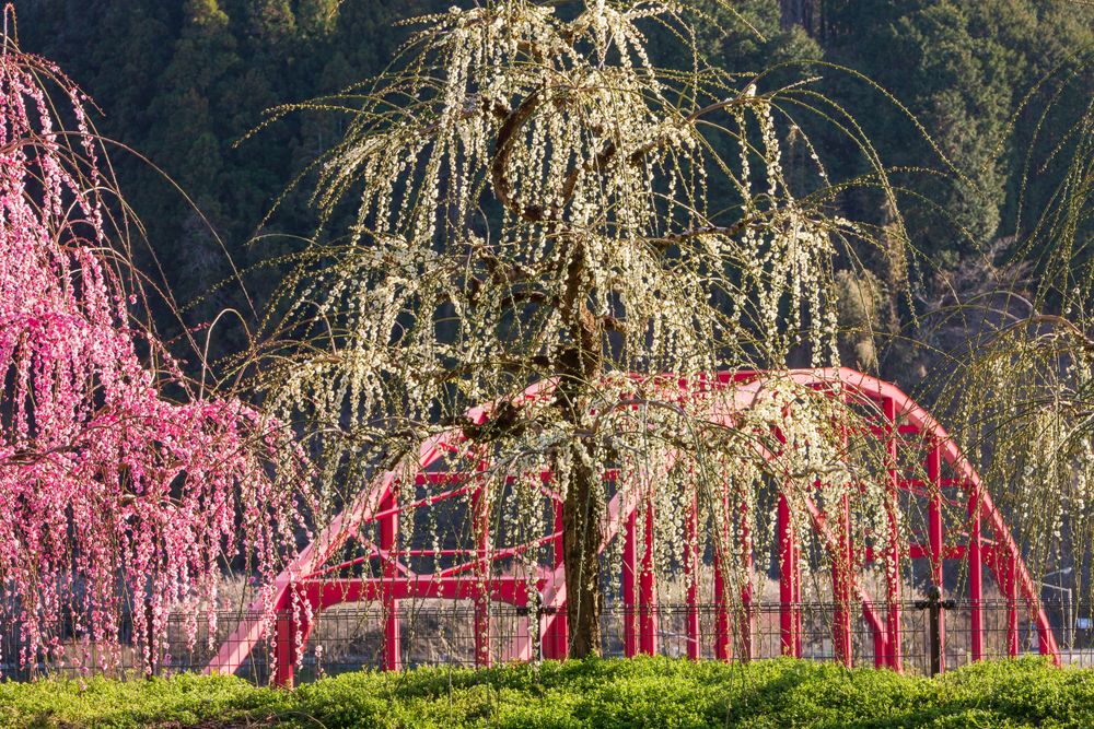 Tsukigase plum grove in Nara, Japan