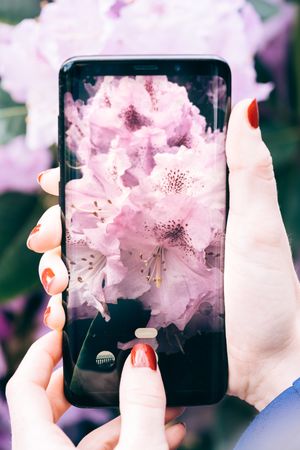 Woman picturing blooming flowers
