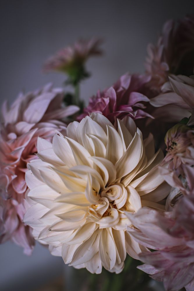Bouquet of fresh pink flowers
