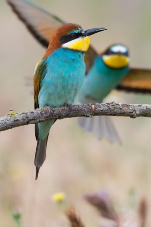 Birds standing on tree branch
