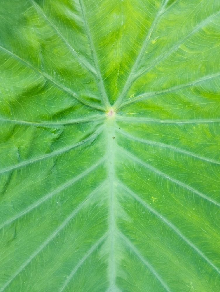 Close up photo of green taro leaves