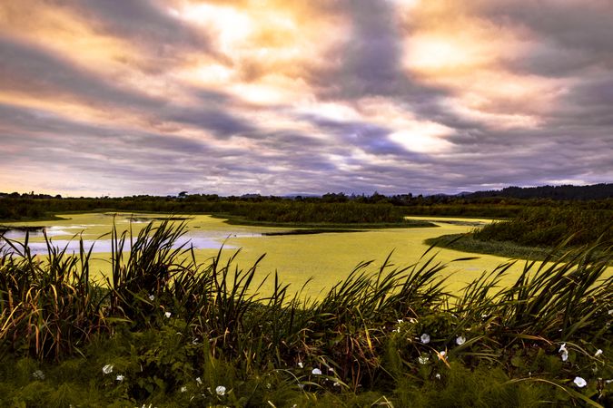 Mossy marsh under clouds