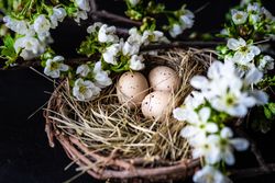 Easter card concept of small spotted eggs in nest