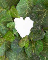 Leaves revealing a bright heart