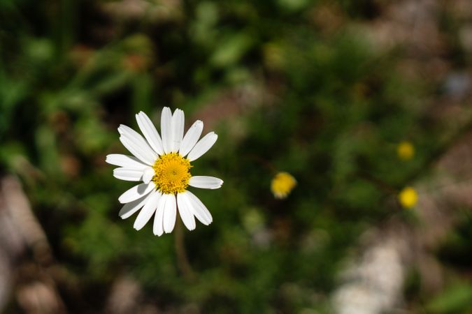 Daisy with a yellow center in a green field.