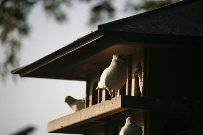 Doves in a large dovecote outside