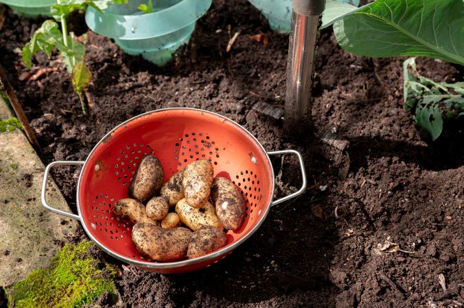 organic potatoes in garden