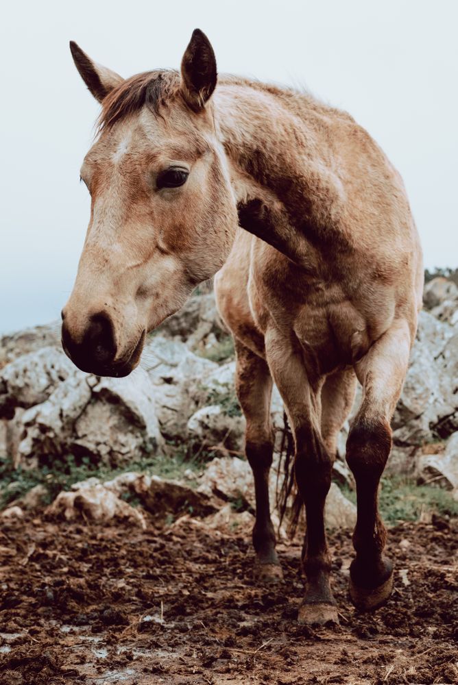 Horse pasturing on meadow